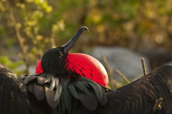 Ecuador, Galapagos NP Frigatebird displaying